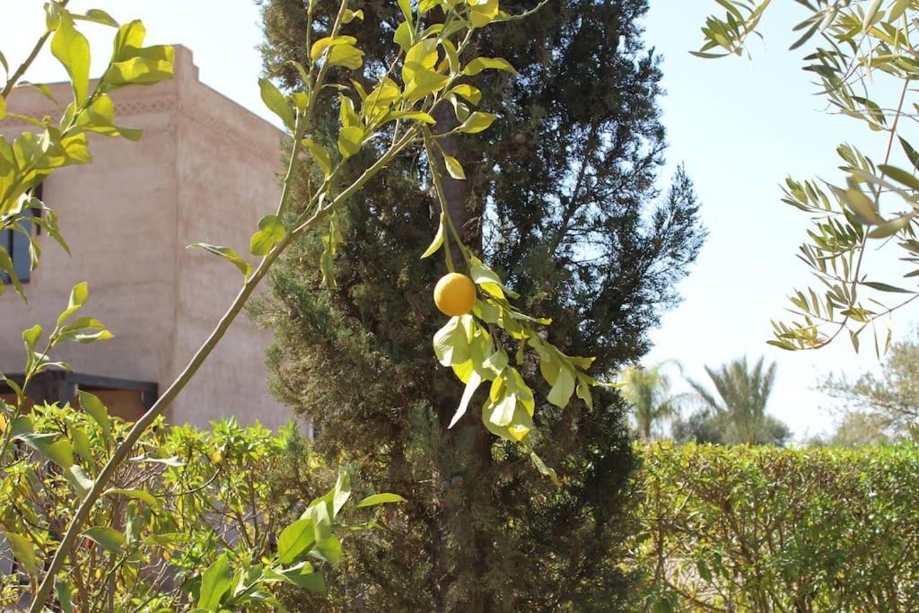 Ily Marrakech Avec Piscine Et Vue Sur L'altas : Coup De Coeur! * Marrakesh